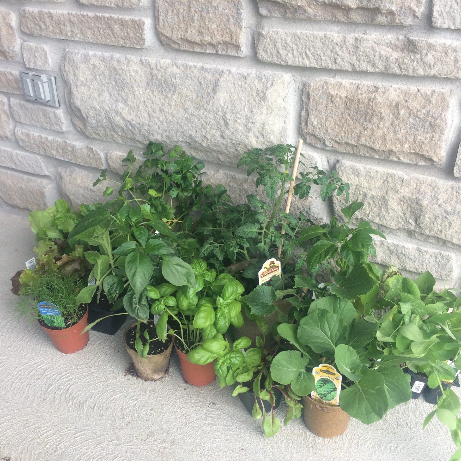 veggie-garden