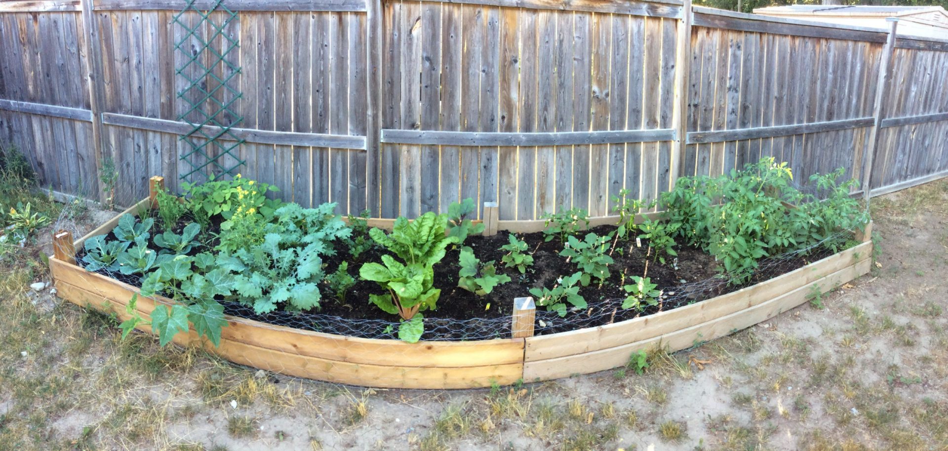 when-to-plant-vegetables