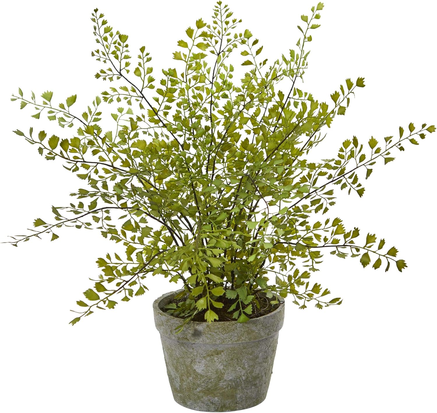 cozy-home-decor-plants
